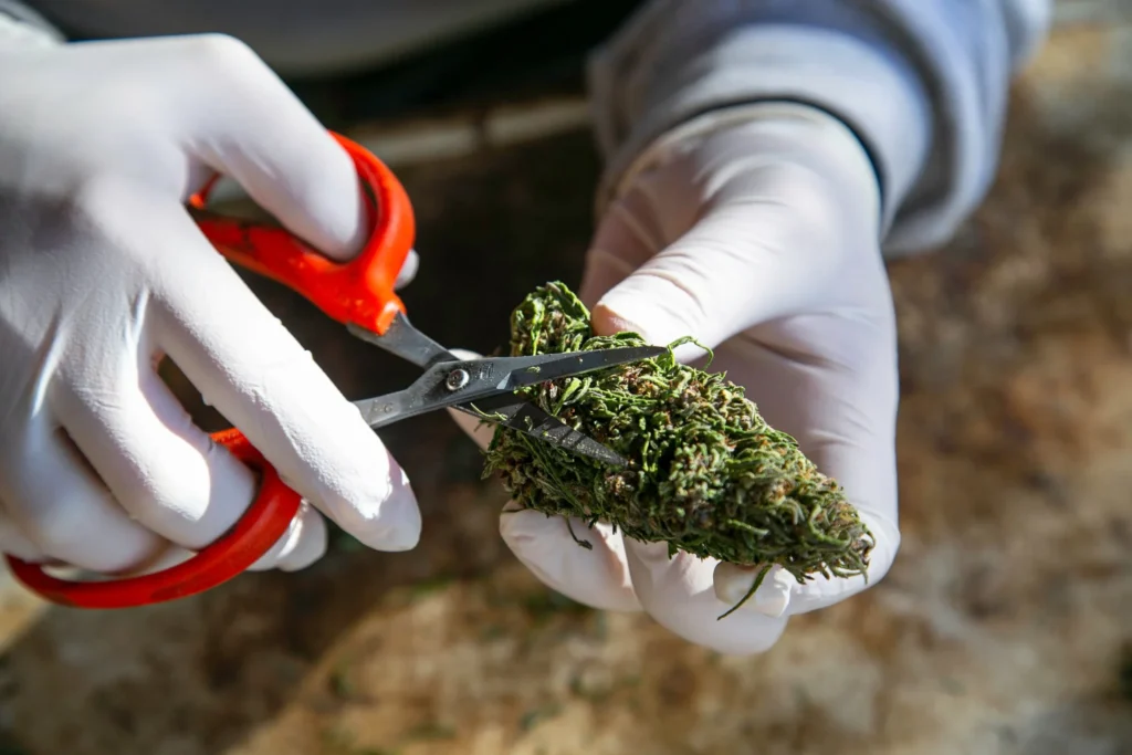 Cannabispflanzen