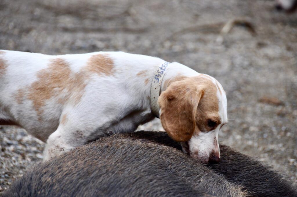 aujeszkysche krankheit hund